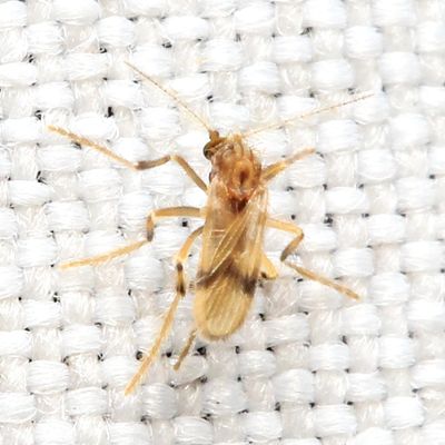 Frog-biting Midge, Corethrella sp. (Corethrellidae)