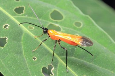 Braconid Wasp (Braconidae)
