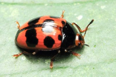 Pleasing Fungus Beetle, Iphiclus cf. (Erotylidae)