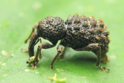 Weevil (Curculionidae: Molytinae: Anchonini)