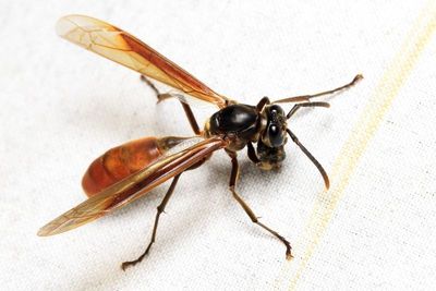 Nocturnal Paper Wasp, Apoica pallida (Vespidae: Polistinae)