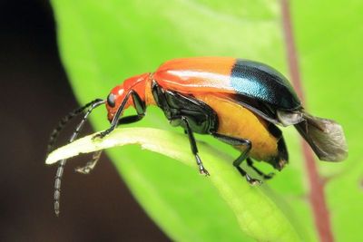 Leaf Beetle, Isotes saundersi (Chrysomelidae: Galerucinae)