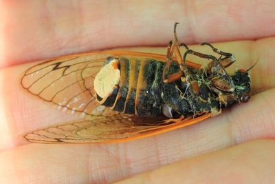 Flying Saltshaker Fungus, Massospora cicadina (Entomophthoraceae)