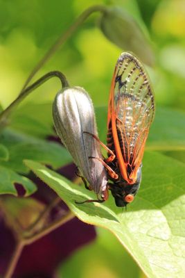 Pharaoh Cicada, M. septendecim (XIII)