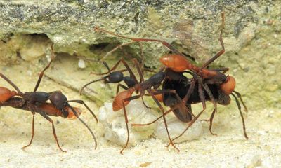 Army Ants, Eciton burchellii (Formicidae: Ecitoninae)
