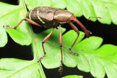 Weevil, Cholomus granulicollis (Curculionidae: Molytinae)