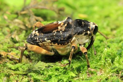 Weevil, Piazurus phlesus (Curculionidae: Conoderinae)