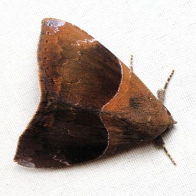 Neophisma tecta (Erebidae: Erebinae)