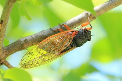 Cassin's 17-Year Cicada, M. cassinii (XIII), dark-eyed