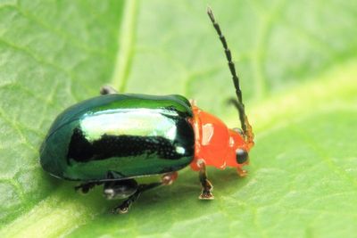 Flea Beetle (Chrysomelidae: Alticini)
