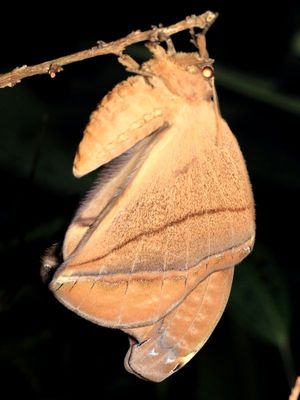 Giant Silk Worm Moth, Rhescyntis hippodamia (Saturniidae: Arsenurinae)