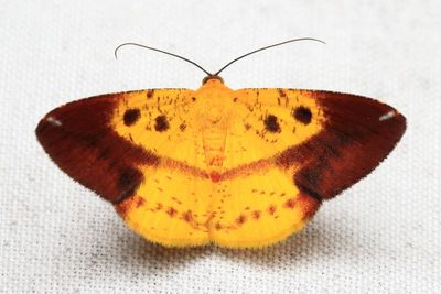Geometrid Moths of Sumak Kawsay, Ecuador