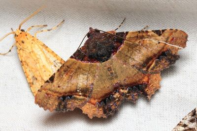 Metria phoenicopasta (Erebidae: Erebinae)