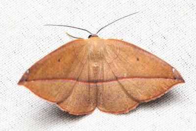 Cartellodes levis (Geometridae: Ennominae)