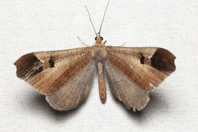 Moth-Butterfly, Macrosoma majormacula (Hedylidae)