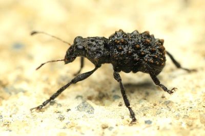 Fungus Weevil, Goniocloeus sp. (Anthribidae)