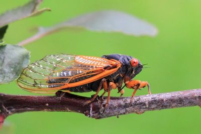 Periodical Cicadas (Magicicada spp.)