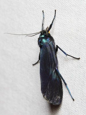 Gardinia sp. (Erebidae: Arctiinae: Lithosiini)