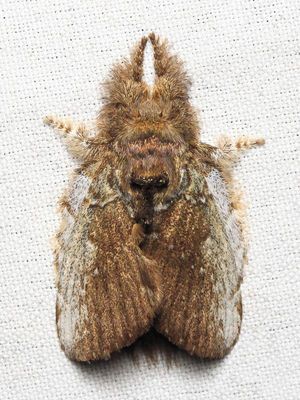Lappet Moth, Euglyphis sp. (Lasiocampidae: Poecilocampinae)