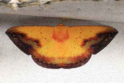 Certima espuma (Geometridae: Ennominae)