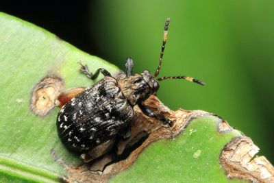 Flea Beetle, Exartematopus cf. (Chrysomelidae: Galerucinae)
