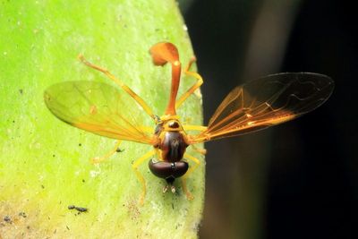 Flower Fly, Salpingogaster sp. (Syrphidae - Syrphinae)