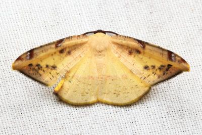 Pyrinia sp. (Geometridae: Ennominae)