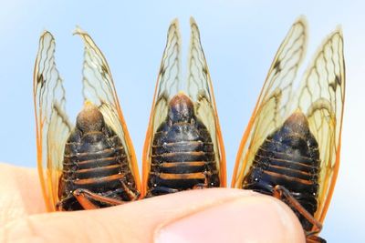 Cassin's 17-Year Cicadas, M. cassinii (XIII)