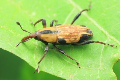 Weevil, Cactophagus laetus (Curculionidae: Dryophthorinae)