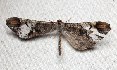 Moth-Butterfly, Macrosoma cf. albifascia (Hedylidae)
