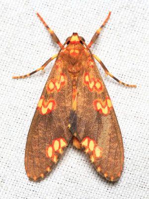 Tiger Moth, Coiffaitarctia steniptera (Erebidae: Arctiinae)