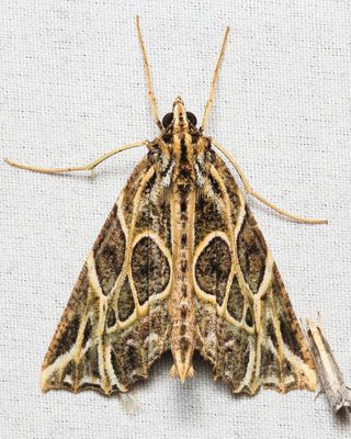 Charca fulminea (Geometridae: Ennominae)