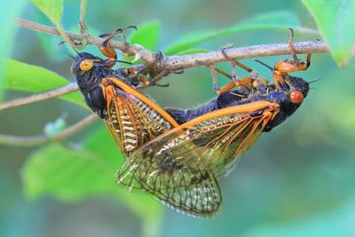 Cassin's 17-Year Cicadas, M. cassinii (XIII)