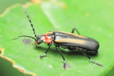 Soldier Beetle (Cantharidae)