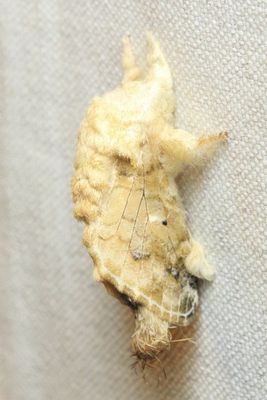 Tolype effesa (Lasiocampidae: Poecilocampinae)