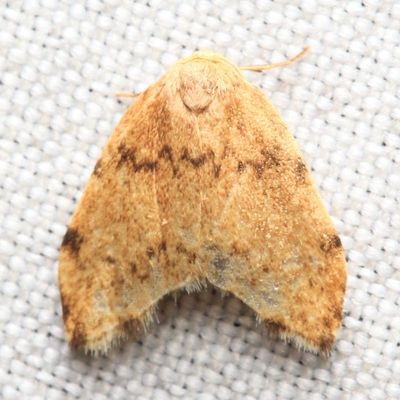Eutelesia sp. (Erebidae: Arctiinae: Lithosiini)