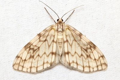 Fulgurodes sp. (Geometridae: Ennominae)