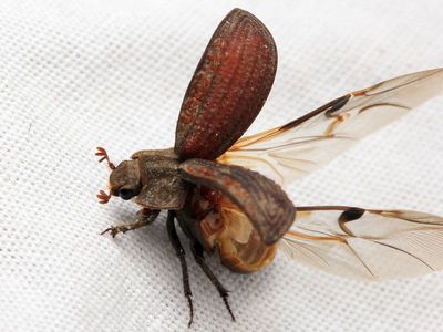 Hide Beetle, Trox unistriatus (Trogidae)