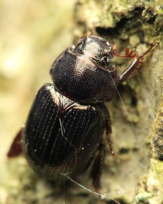 Pill Scarab, Germarostes globosus (Hybosoridae: Ceratocanthinae)