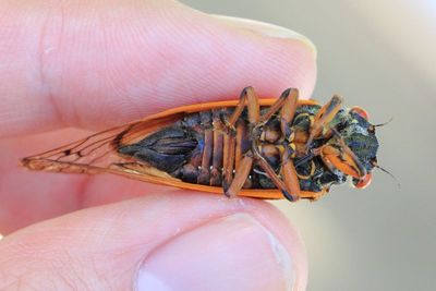 Cassin's 17-Year Cicada, M. cassinii (XIII)