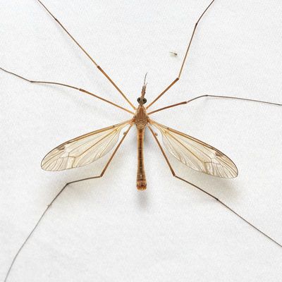 Crane Fly, Tipula (Triplicitipula) colei (Tipulidae)