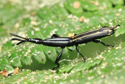 Straight-snouted Weevil, Brentus sp. (Brentidae)