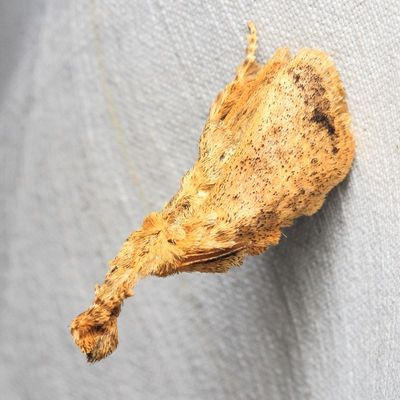 Slug Moth, Perola sp. (Limacodidae)