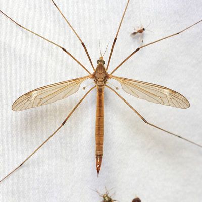 Crane Fly, Tipula (Triplicitipula) colei (Tipulidae)