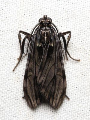 Hyaleucerea cf. (Erebidae: Arctiinae)