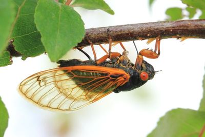 Cassin's 17-Year Cicada, M. cassinii (XIII)