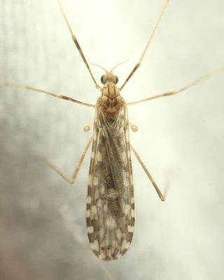 Crane Fly, Erioptera (Mesocyphona) knabi (Limoniidae: Eriopterini)