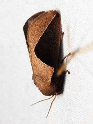 Slug Moth, Prolimacodes lilalia (Limacodidae)
