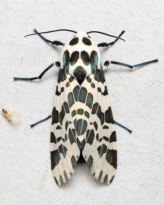 Leopard Moth, Hypercompe laeta (Erebidae: Arctiinae)