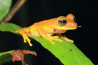 Reptiles and Amphibians of Ecuador: Sumak Kawsay